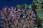 Pocillopora verrucosa-Safaga Tobia Soraya-5m-20171122-Denis-ADER-DSC_3460_tn